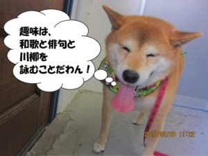 笑顔柴犬
