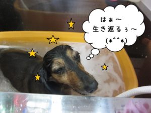 スパ中ミニチュアダックス