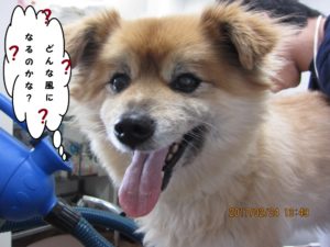 施術前ミックス