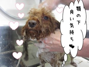 シャンプー中トイプードル