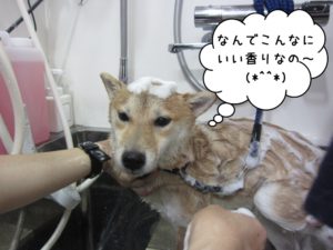 シャンプー中柴犬