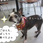 キリっボストンテリア