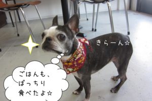 キリっボストンテリア