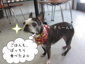 キリっボストンテリア