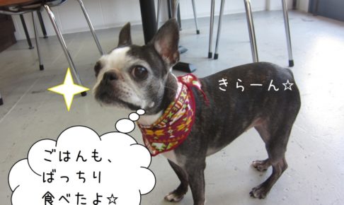 キリっボストンテリア