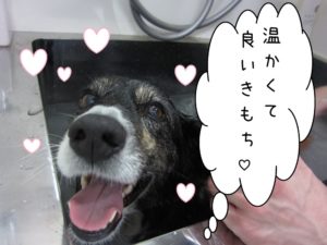 スパ中コーギー