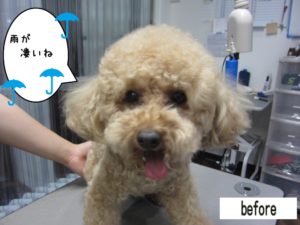 カット前トイプードル