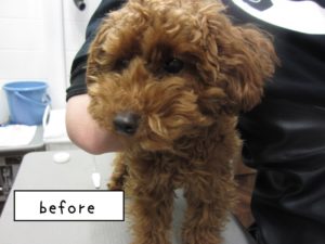 カット前トイプードル