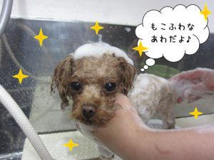 シャンプー中トイプードル