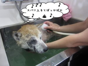 スパ中柴犬
