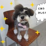 おすましMシュナ