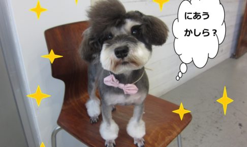 おすましMシュナ