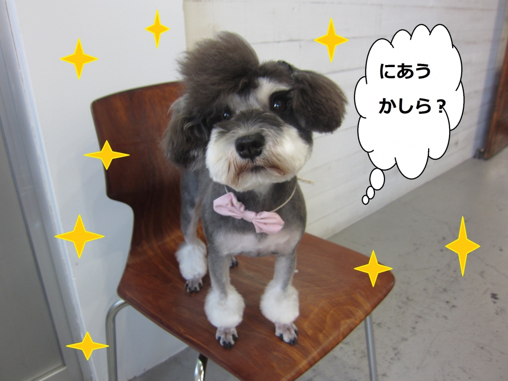 おすましMシュナ