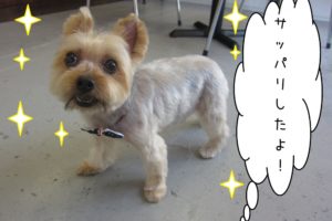 すっきりヨーキー