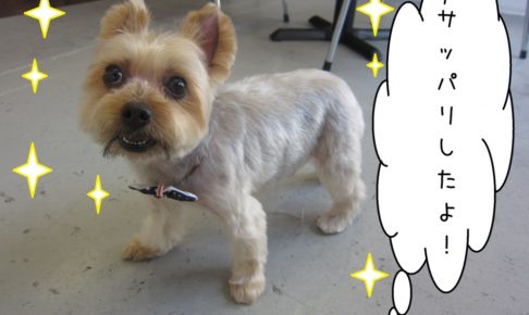 すっきりヨーキー