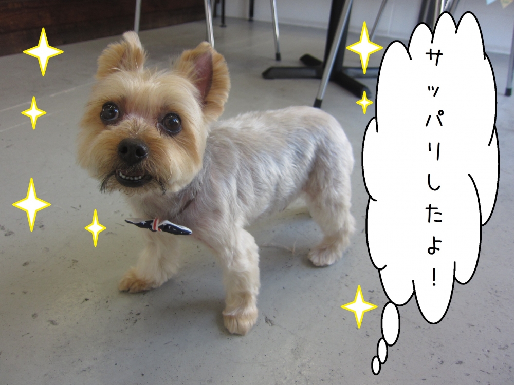 すっきりヨーキー