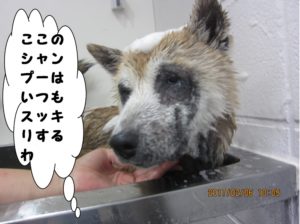 スパ中柴犬