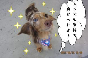 笑顔ミニチュアダックス