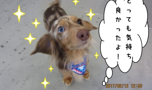 笑顔ミニチュアダックス