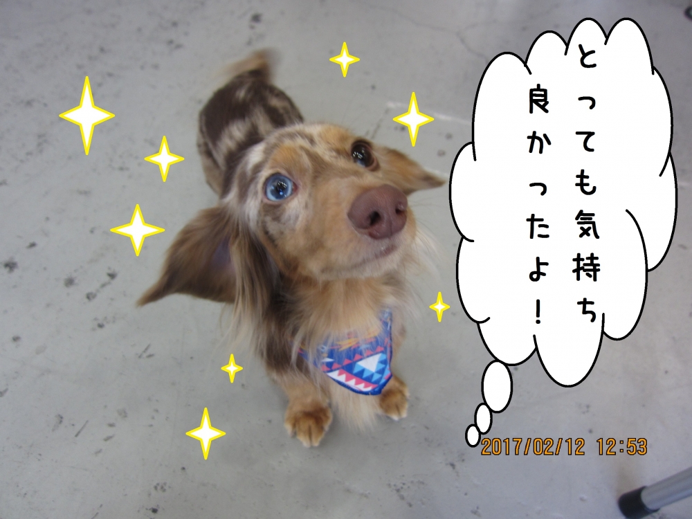 笑顔ミニチュアダックス