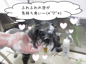 シャンプー中ミニチュアシュナウザー