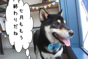 横顔柴犬