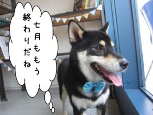 横顔柴犬