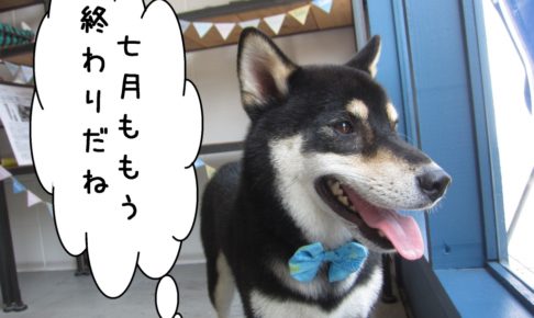 横顔柴犬