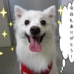 笑顔舌出しスピッツ