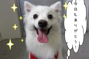 笑顔舌出しスピッツ