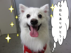 笑顔舌出しスピッツ