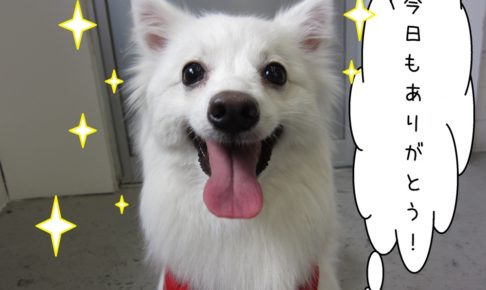 笑顔舌出しスピッツ