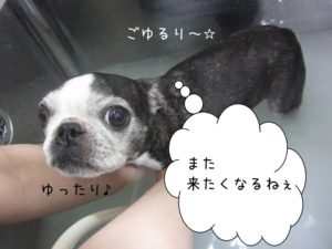 スパ中ボストンテリア
