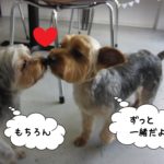 仲良しヨーキー