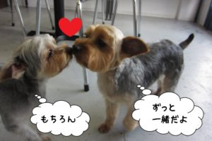 仲良しヨーキー