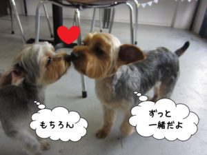 仲良しヨーキー