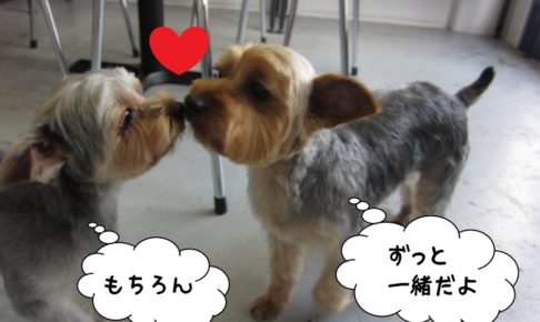 仲良しヨーキー