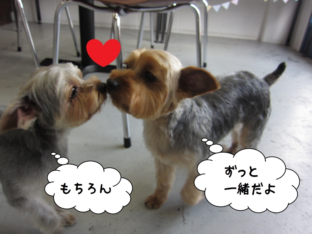 仲良しヨーキー