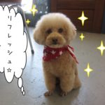 おすましトイプードル