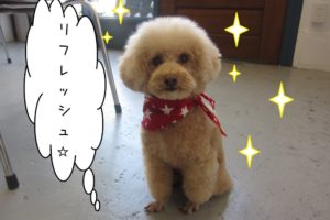 おすましトイプードル