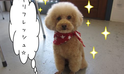 おすましトイプードル