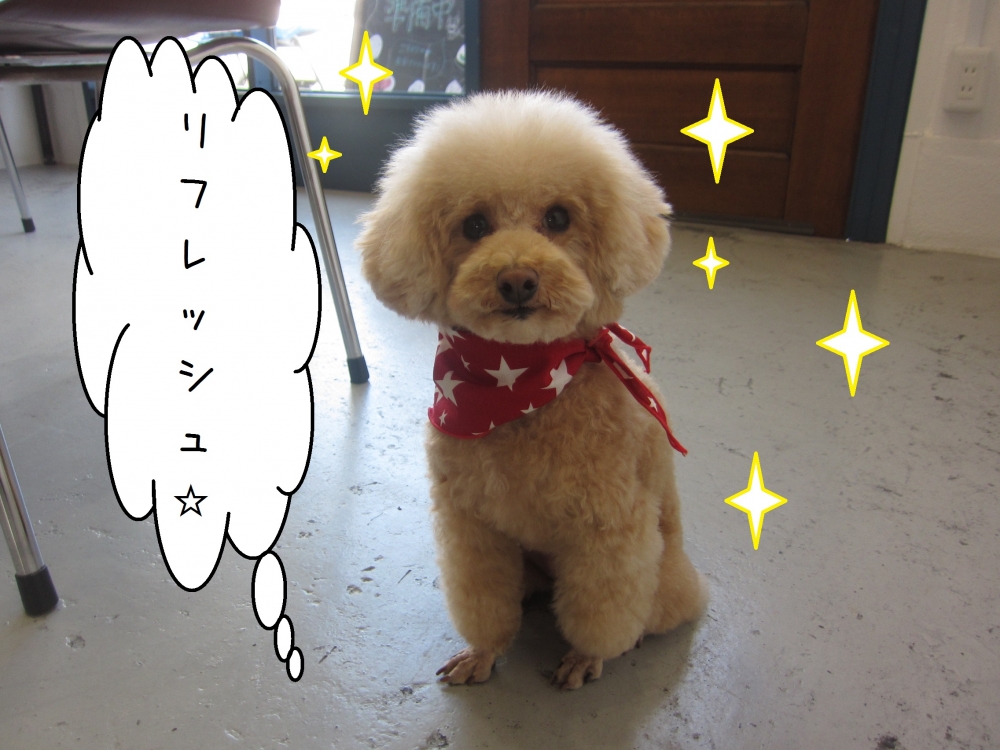 おすましトイプードル