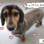 すっきりミニチュアダックス