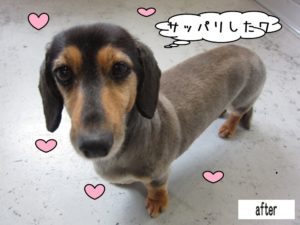 すっきりミニチュアダックス