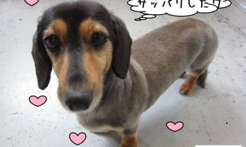 すっきりミニチュアダックス