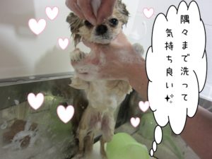シャンプー中チワワ