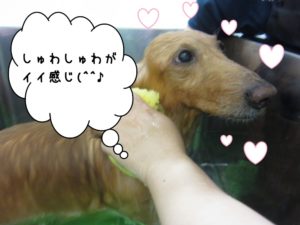 スパ中ミニチュアダックス