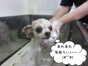 シャンプー中チワワ