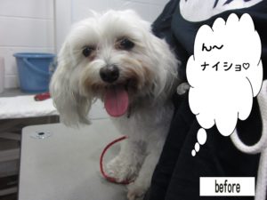 カット前マルチーズ