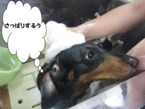 シャンプー中ミニチュアダックス